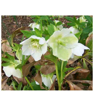 Helleboro White Lady
