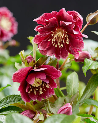 Helleboro doppio Ellen Rosso