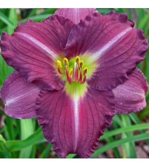 Hemerocallis Little Grapette