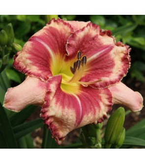 Hemerocallis Longfields Oustanding