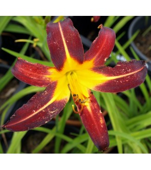 Hemerocallis Morocco Red