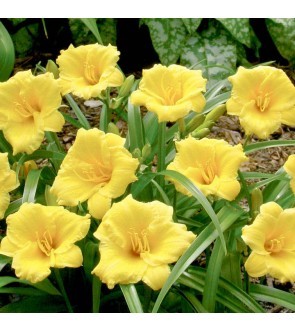 Hemerocallis Mini Stella De Oro