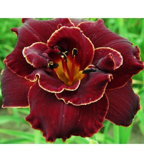 Hemerocallis Night Embers