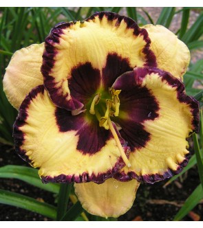 Hemerocallis Open My Eyes