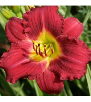 Hemerocallis Pardon Me