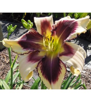 Hemerocallis Playmate