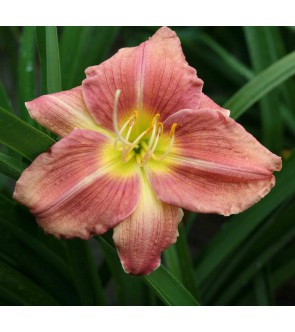 Hemerocallis Rosy Returns