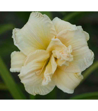 Hemerocallis Schnickel Fritz