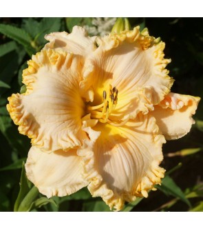Hemerocallis Sensuelle