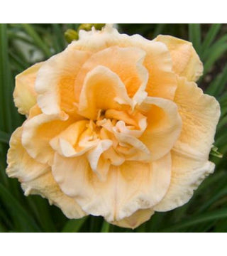 Hemerocallis Siloam Double Success