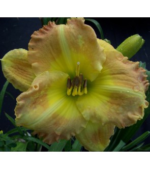 Hemerocallis Smugglers Gold
