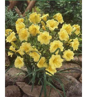 Hemerocallis Stella De Oro