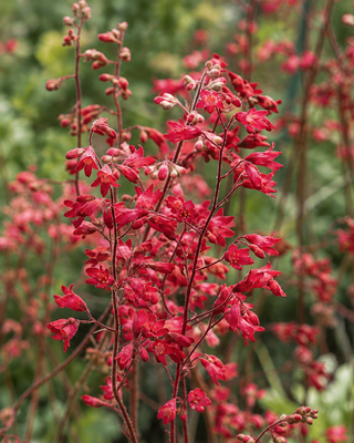 HEUCHERA SANGUINEA "LEUCHTKÄFER"