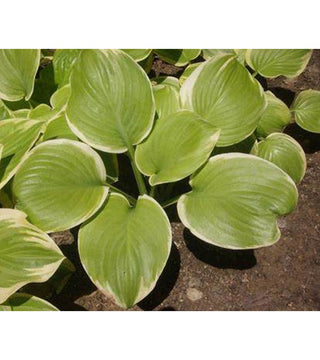 Hosta profumata Fragrant Bouquet VASO NOVITA'