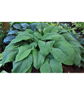 Hosta gigante T-Rex NUOVA IN VASO