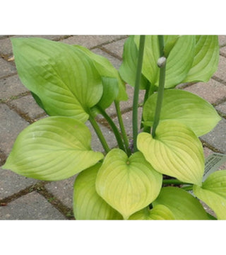 Hosta Ki Ren Jyaku VASO