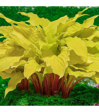 Hosta Lipstick Blonde NOVITA' IN VASO
