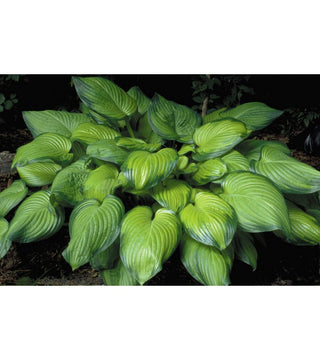 Hosta profumata Guacamole NUOVA IN VASO