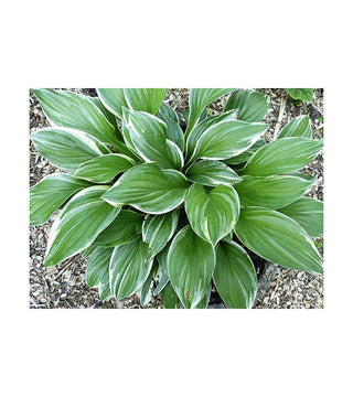 Hosta profumata Royal Charmer NUOVA IN VASO