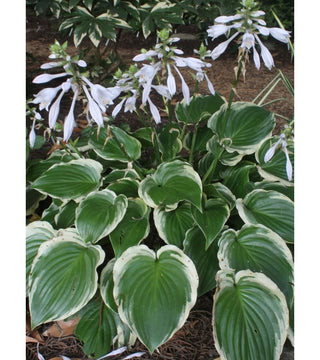 Hosta profumata Sugar and Spices VASO NOVITA'