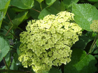 Hydrangea arborescens Lime Rickey