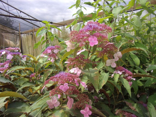 Hydrangea aspera Rosemary Foster