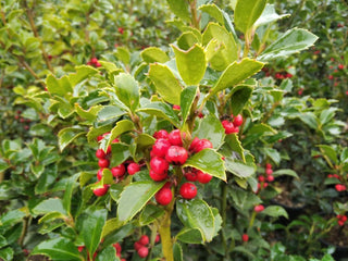 Ilex x meserveae Heckenfee-Agrifoglio