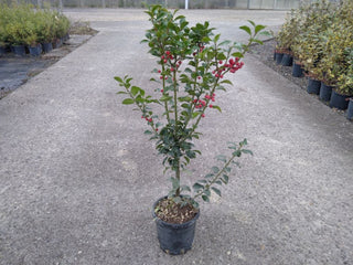 Ilex x meserveae Heckenfee-Agrifoglio