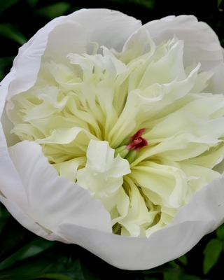 PEONIA IMMACULÉE