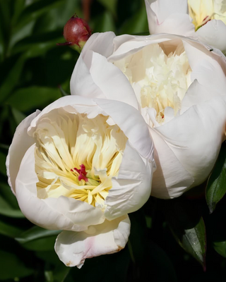 PEONIA IMMACULÉE