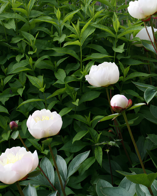 PEONIA IMMACULÉE