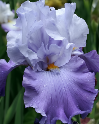 IRIS GERMANICA CERCLE BLUE