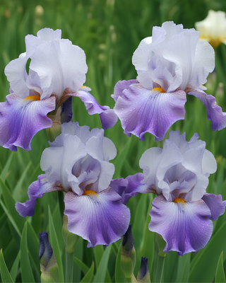 IRIS GERMANICA CERCLE BLUE
