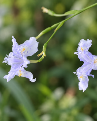 IRIS CONFUSA