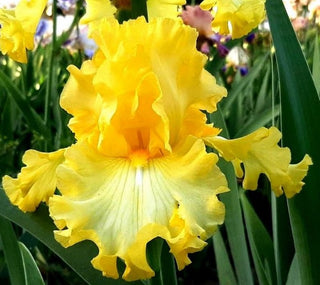 Iris Germanica Profumato Alberto - Novità