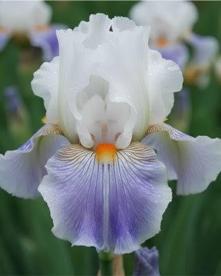 IRIS GERMANICA AMERICAN PATRIOT