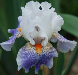 Iris Germanica American Patriot
