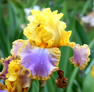 Iris Germanica Profumato Arantza - Novità