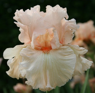 Iris Germanica Profumato Carmen Novità