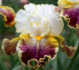 Iris Germanica Profumato Caterina Novità