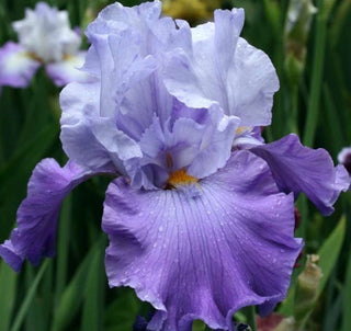 Iris Germanica Cercle Blue