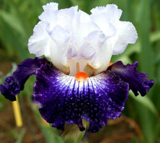 Iris Germanica Profumato Cheese Novità