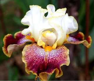 Iris Germanica Profumato Cinzia Novità
