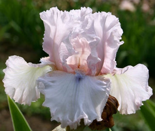 Iris Germanica Profumato Davide Novità