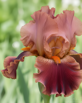 IRIS GERMANICA PROFUMATO DRINK AT SUNSET