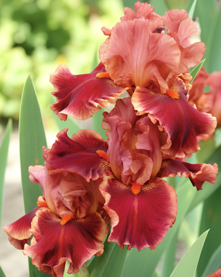 IRIS GERMANICA PROFUMATO DRINK AT SUNSET