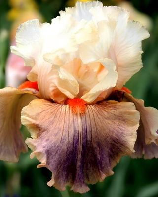 IRIS GERMANICA GIULIA