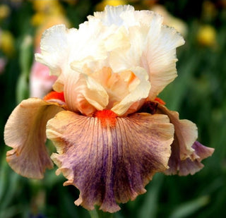 Iris Germanica Giulia Novità