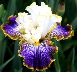 Iris Germanica Profumato Marghe Novità