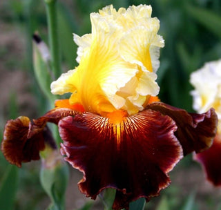 Iris Germanica Profumato Maria Novità